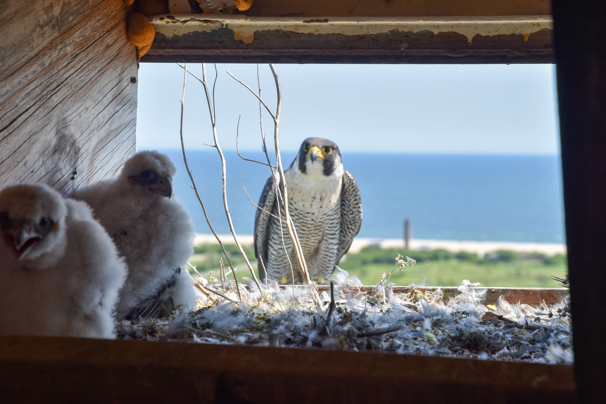 Two Peregrine Falcon Chicks Hatched Atop Marine Parkway-Gil Hodges Memorial Bridge