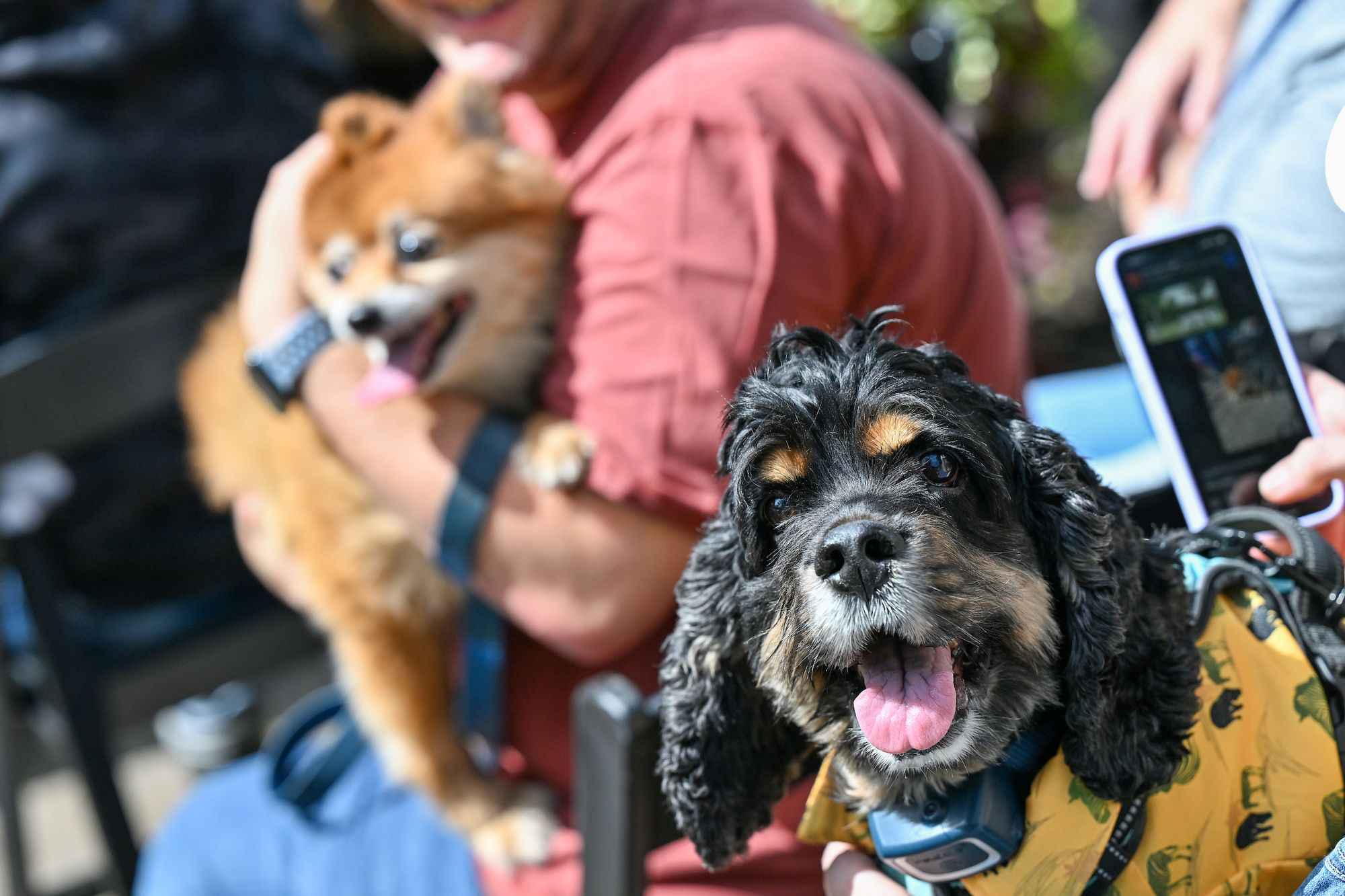 Bay Ridge's Canine Haven: NYC Parks' $1M Dog Run Honors Beloved Resident