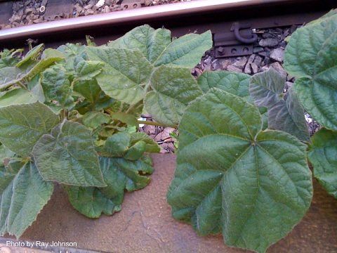 plants growing on tracks 2