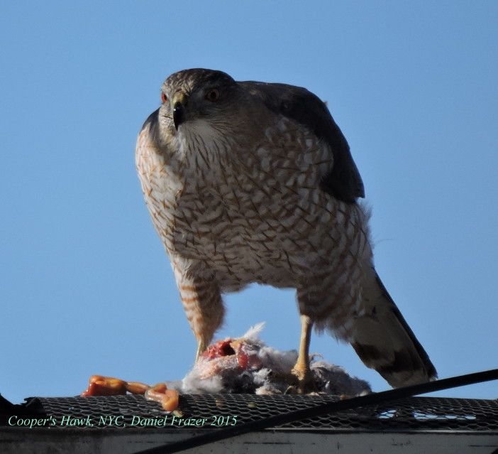 southern brooklyn wildlife