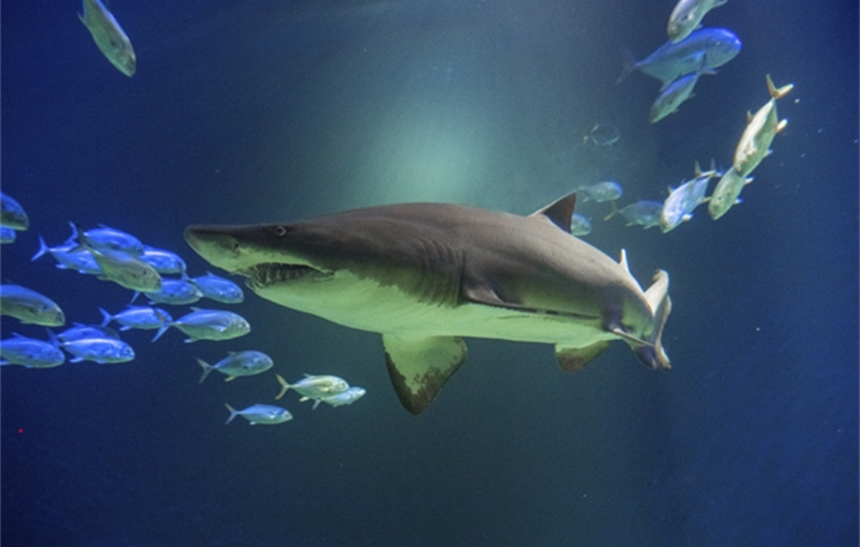 New Shark Exhibit Opens at Coney Island’s New York Aquarium this Weekend