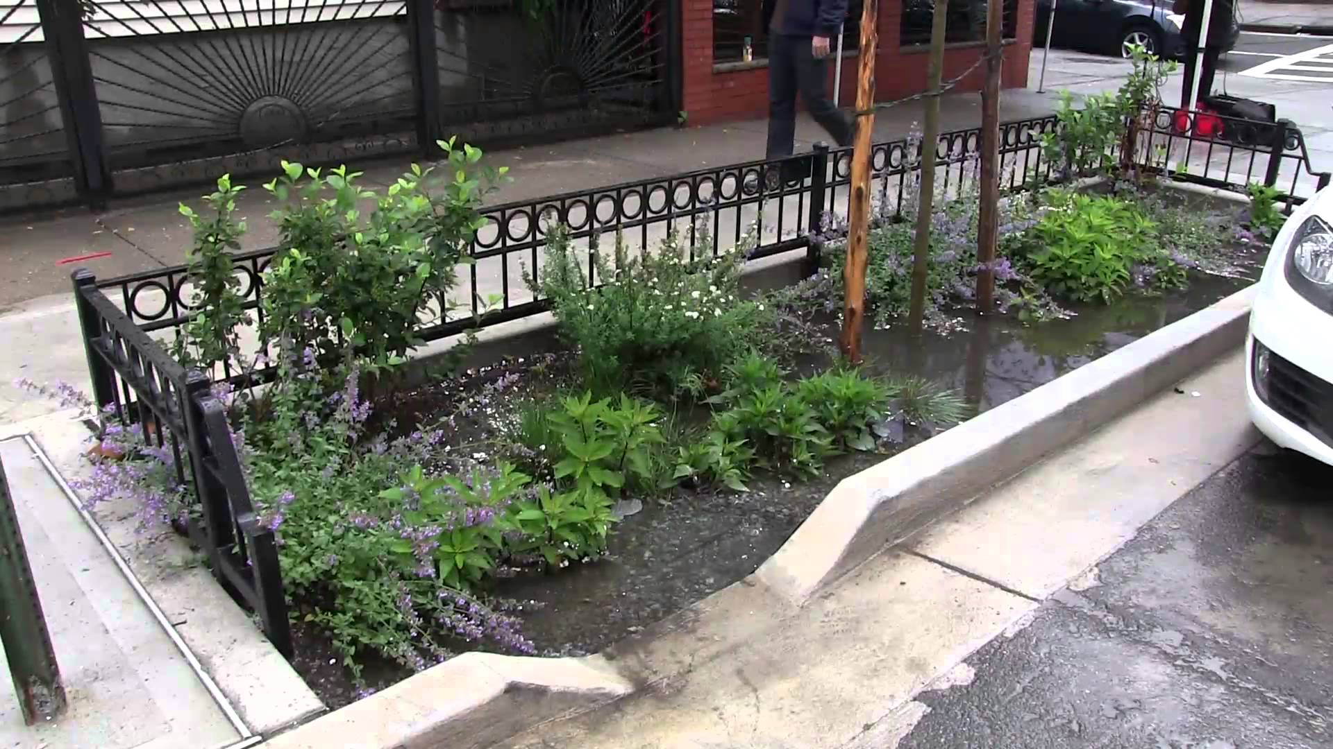 Rain Gardens Coming to Central-Southern Brooklyn