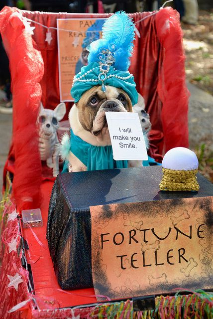 Costumed pooches take over Tompkins Square Dog Halloween Parade