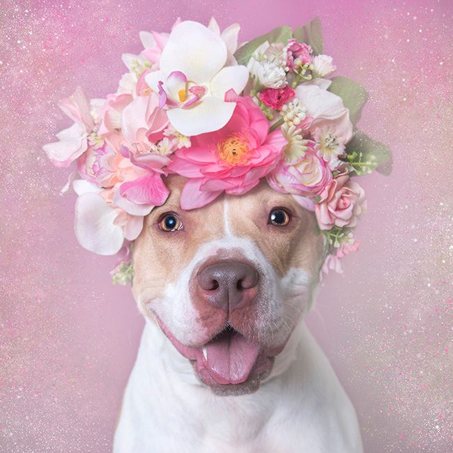 Pit Bull Flower Power: Portraits Show Another Side To Feared Dogs