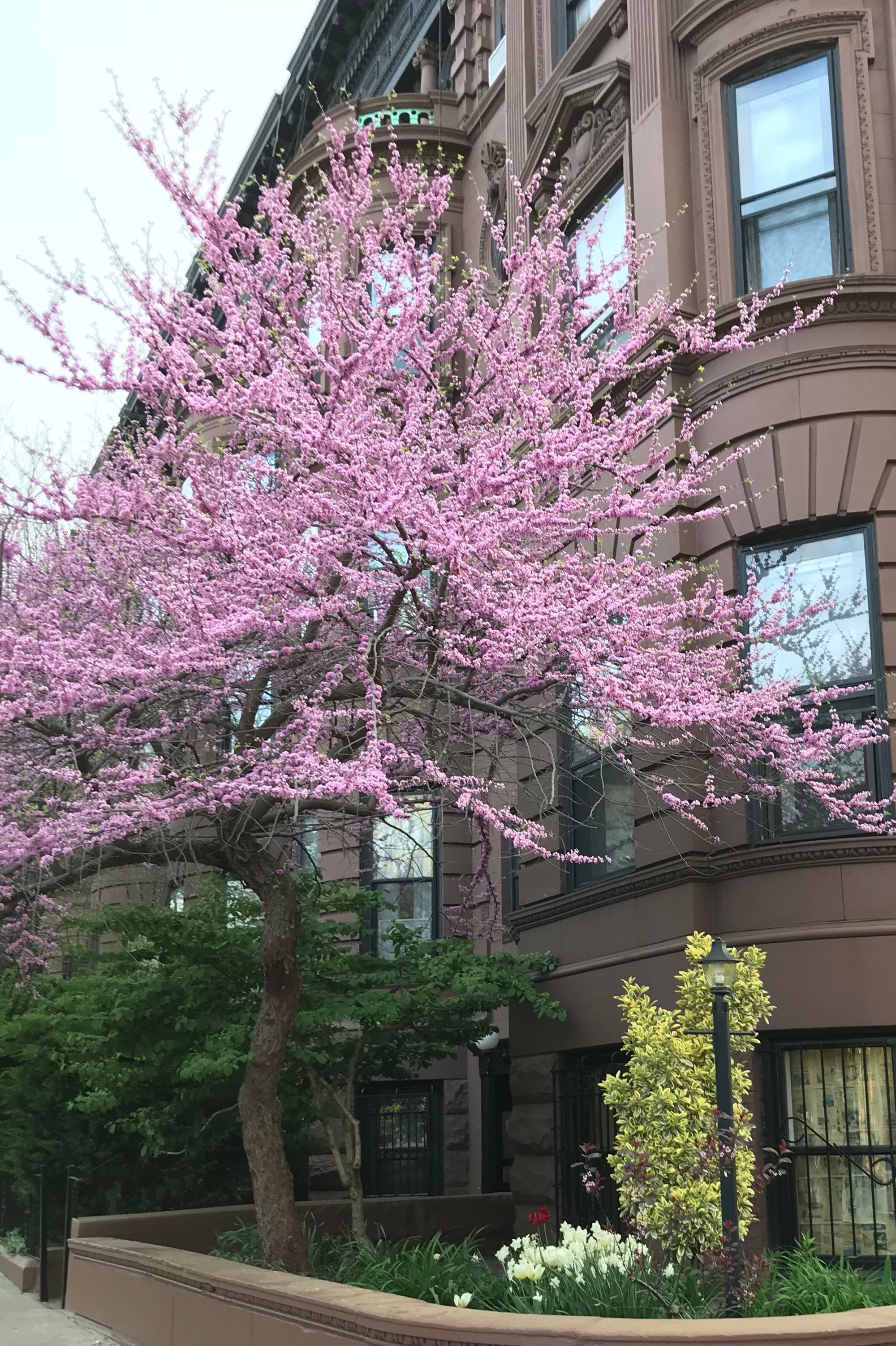 Rain Garden · NYC311