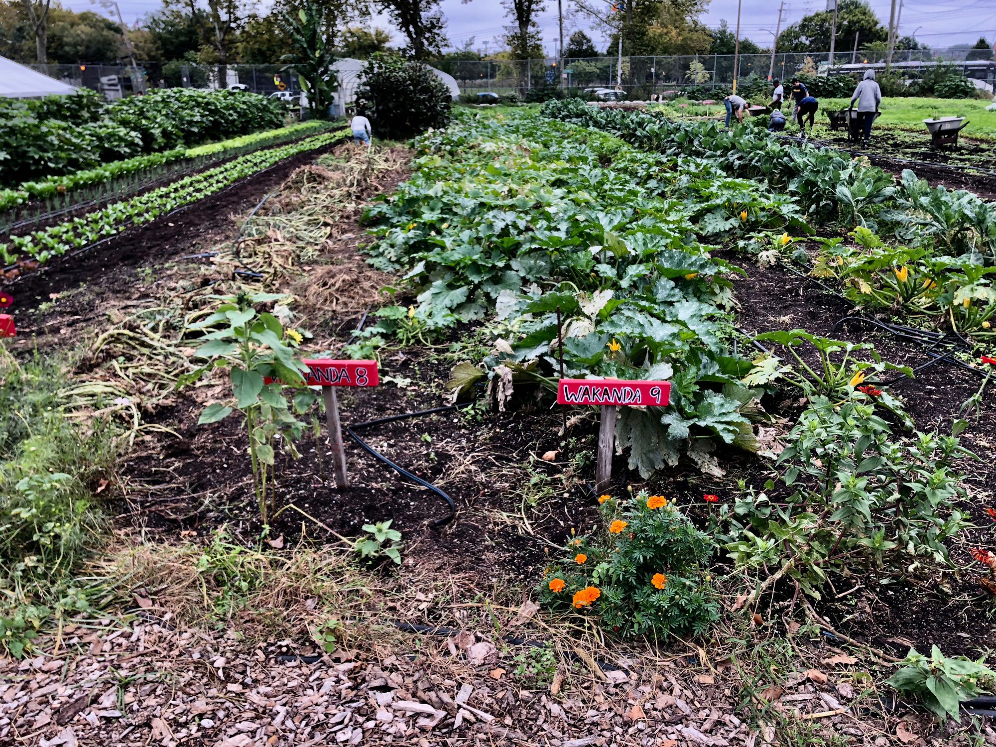 Red Hook Community Farm Receives $25,000 NYS Grant