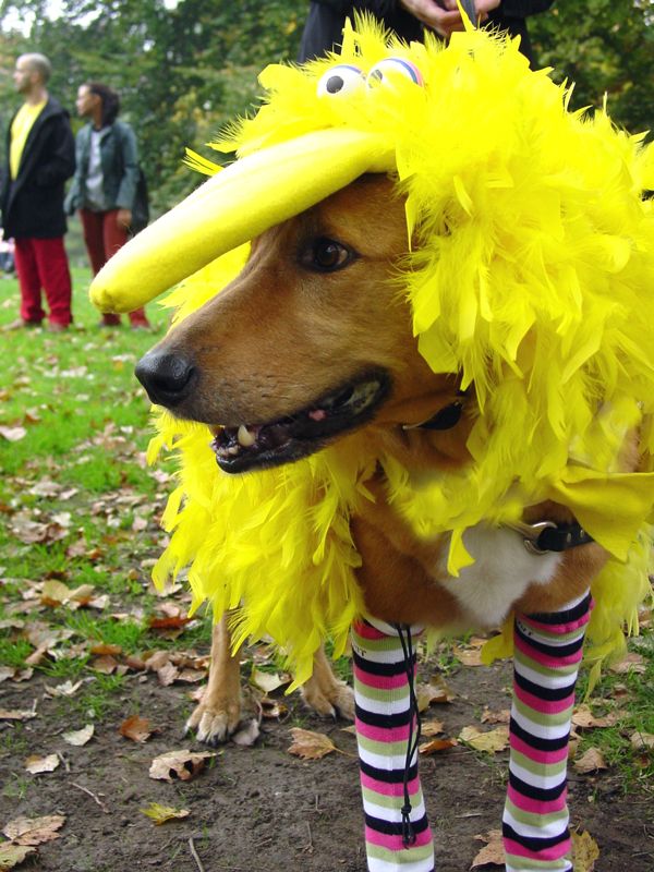 Great PUPkin Dog Costume Contest