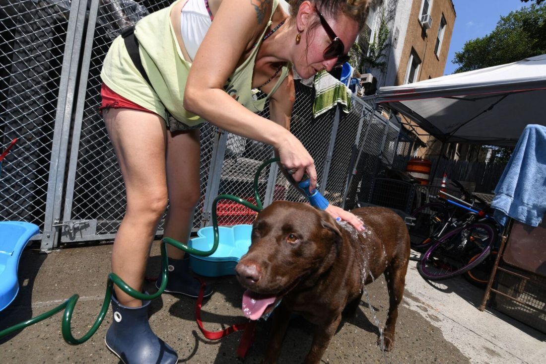 Bark in the Park' raises money, helps animals find forever homes