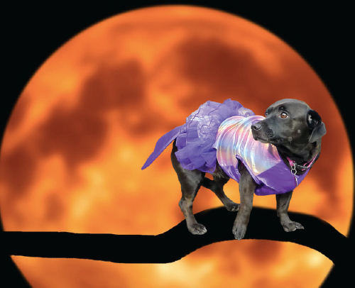 Sean Casey Animal Rescue’s Halloween Block Party: A Howling Good Time!