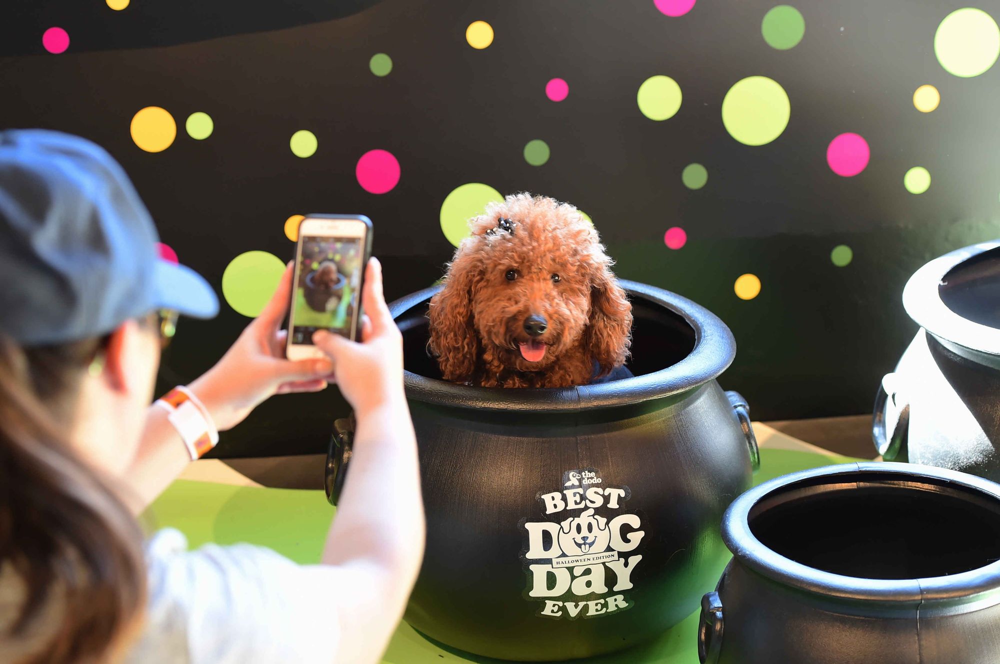 ‘Best Dog Day Ever’: Pups Dress Up For Halloween Pop-Up