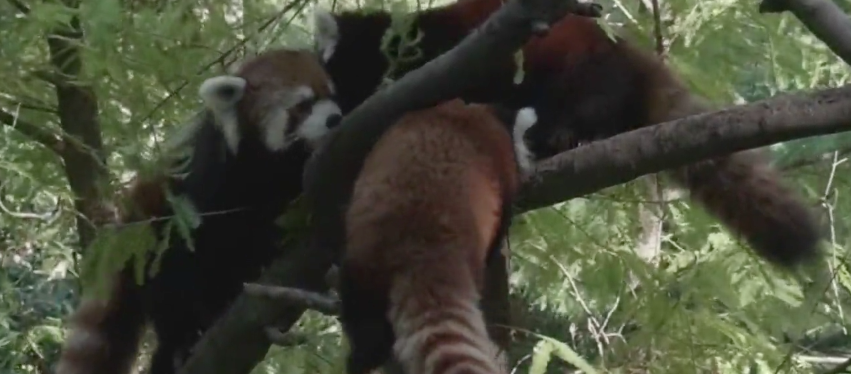 Briefly Noted: Red Panda Cubs Debut at Prospect Park Zoo, Churro Lady Starts Fundraiser, & More