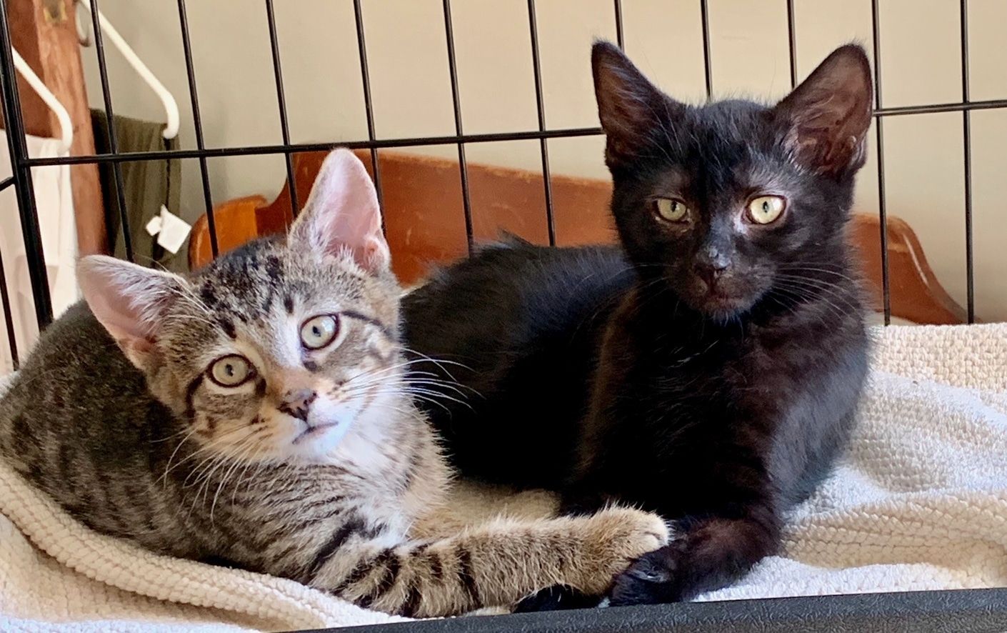 Need a Friend Right Now? Adopt, Foster A Cat Or Two - Bklyner