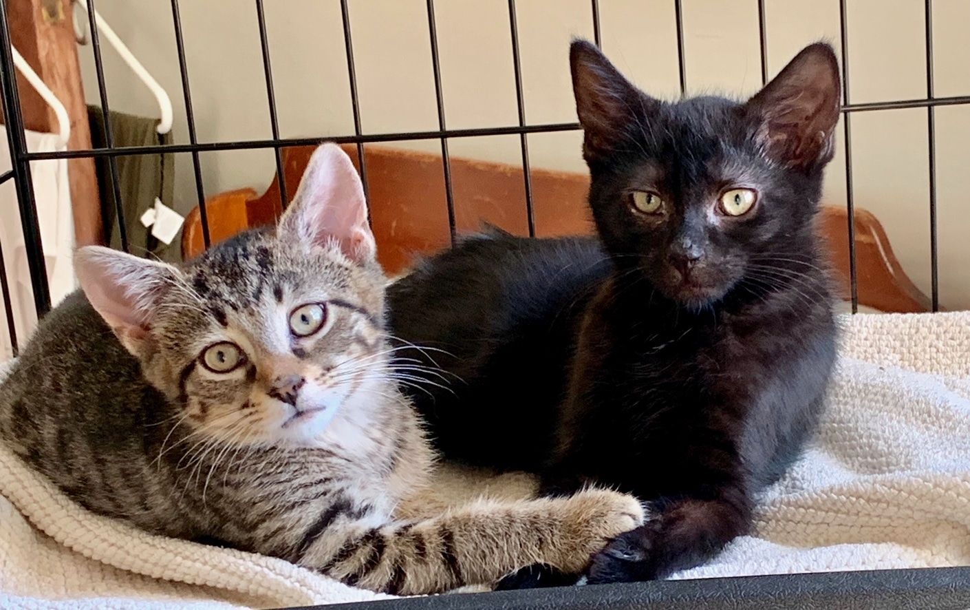 Brooklyn kittens for store adoption