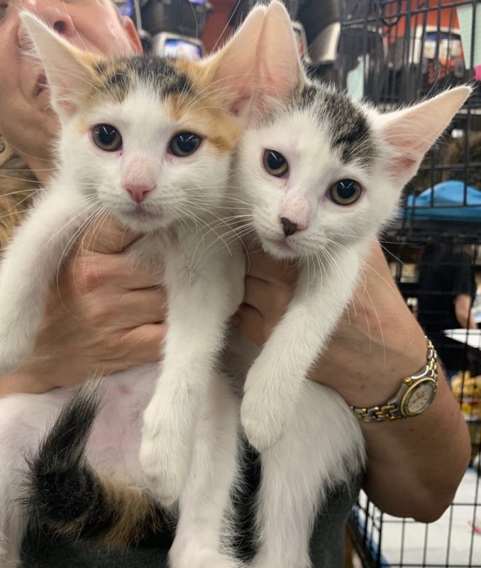 Brooklyn kittens hot sale for adoption