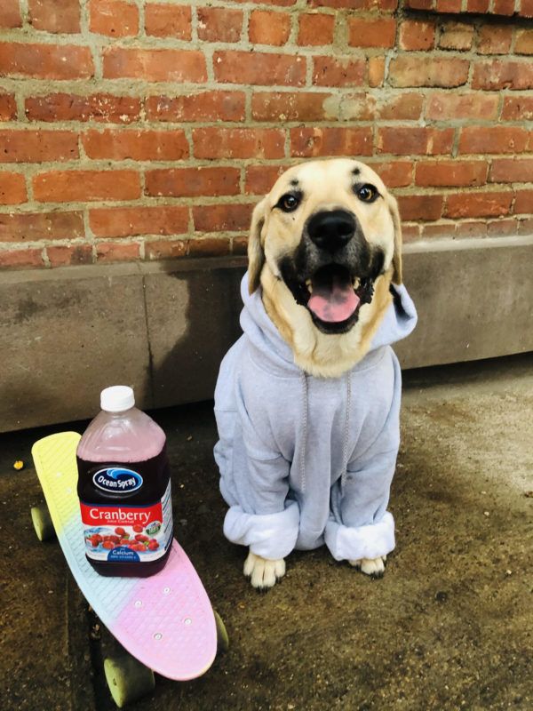 This Dog Water Bottle That Went Viral on TikTok Is Perfect for Pet