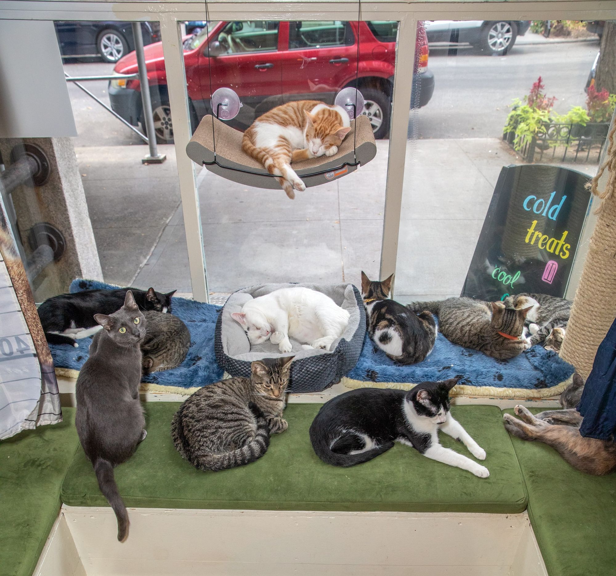 Cat Cafe Gets Funding To Help With Pandemic Surge In Demand For Cats