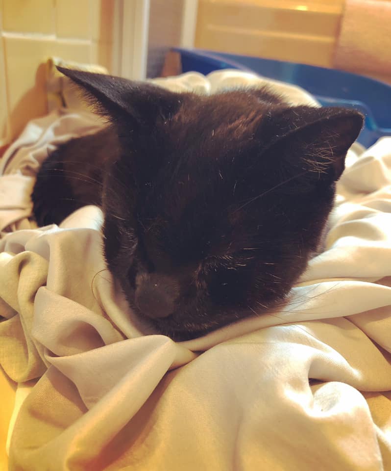 Ditmas Park Neighbors Rally To Save Benji, The Homeless Cat