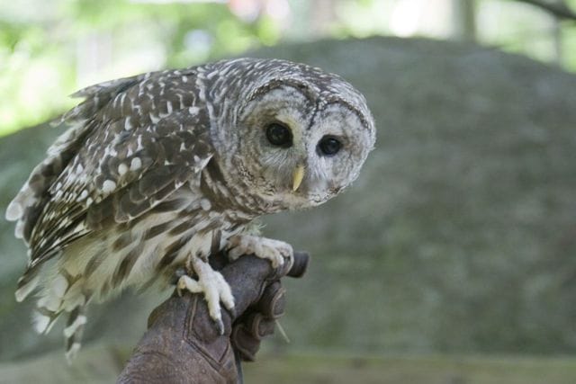 Owl Farm Comes To Park Slope, Doesn’t Sell Owls
