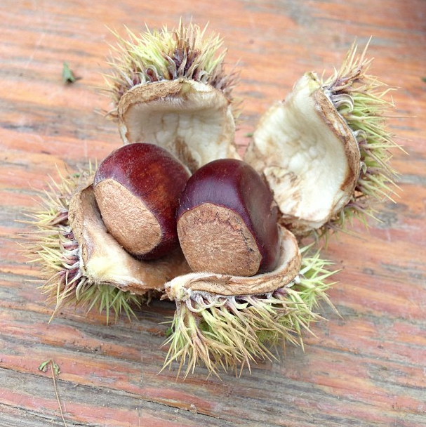 The Greenmarket Report: Start Baking Practice Pies