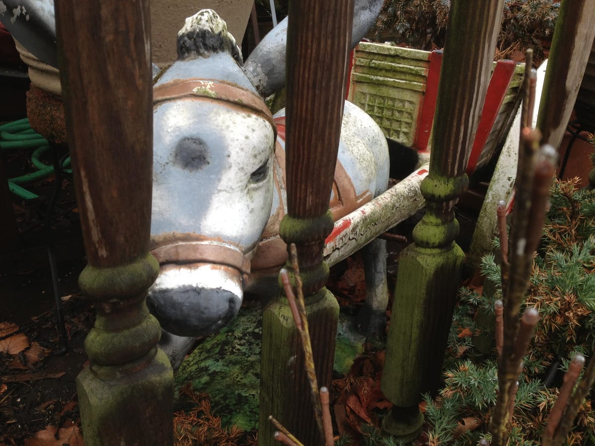 Photo of the Day: Donkey