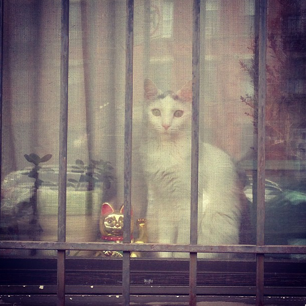 This Week on the Stoop