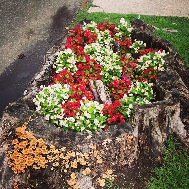 Photo Of The Day: Stump Garden, Mid-Summer