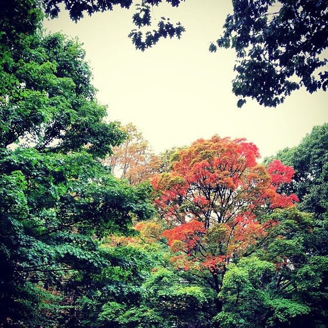 Photo Of The Day: Autumn In New York