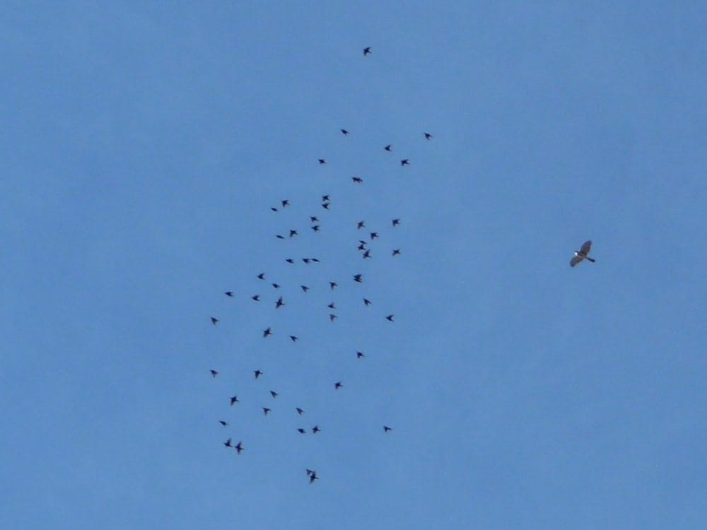 Photo Of The Day: The Chase