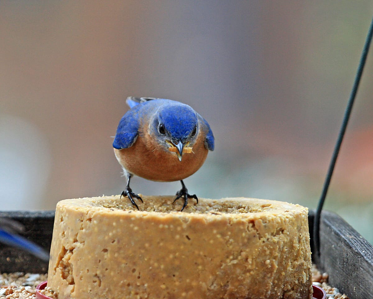 This Weekend, Join The National Audubon Society's Christmas Bird Count In Prospect Park