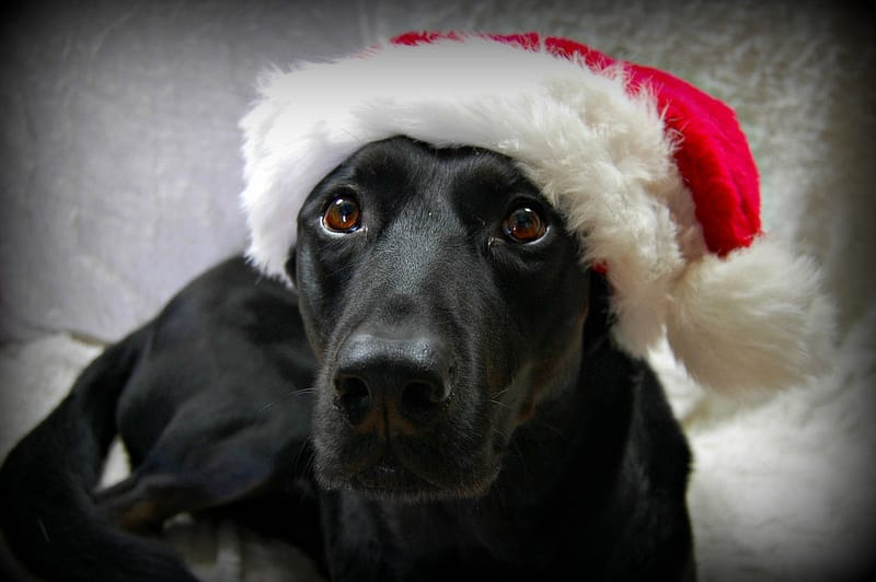 Dogs, Cocoa & Santa At Bark The Herald Angels Sing This Saturday