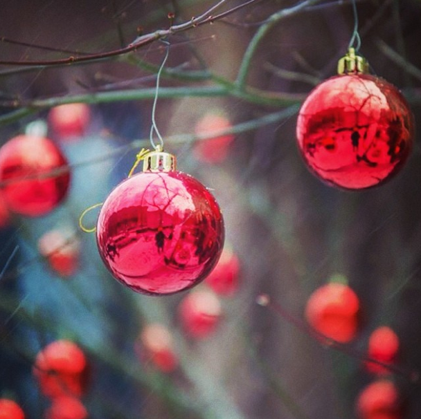 Photo Of The Day: Ornamental