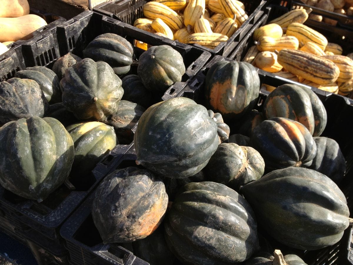 The Greenmarket Report: Pumpkin Cornbread & Pancetta