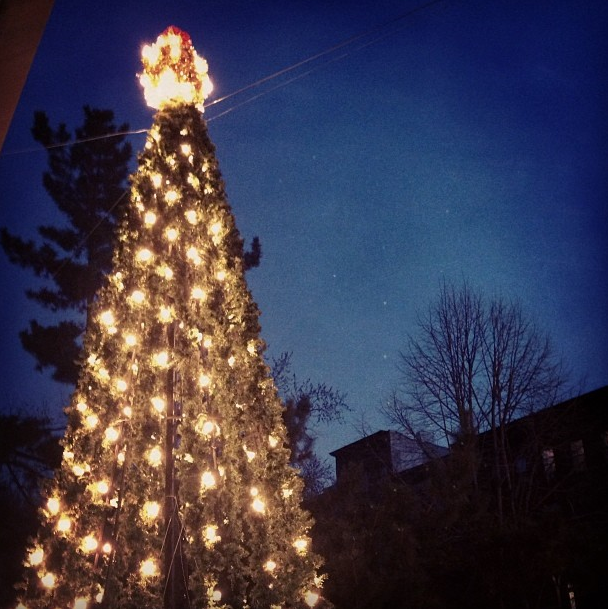 Photo Of The Day: Twinkle