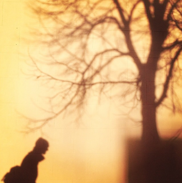 Photo Of The Day: Shadowy