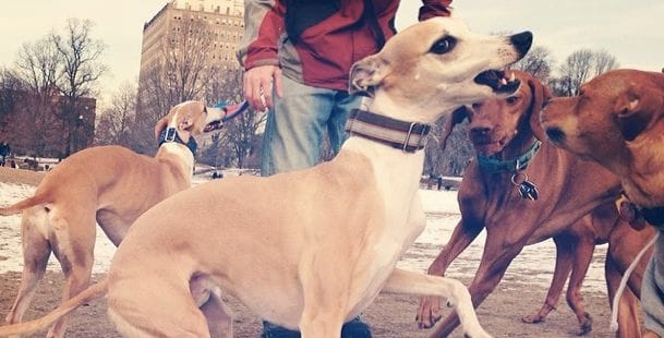 Photo Of The Day: Whippet Real Good