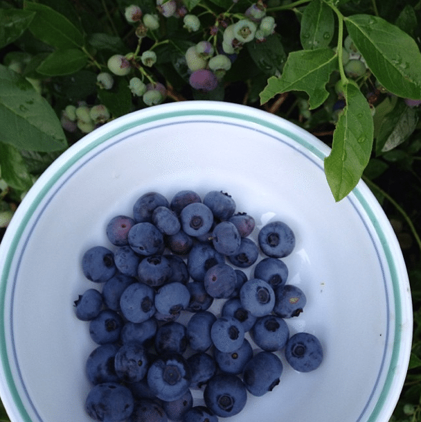 Photo Of The Day: Blueberry Harvest