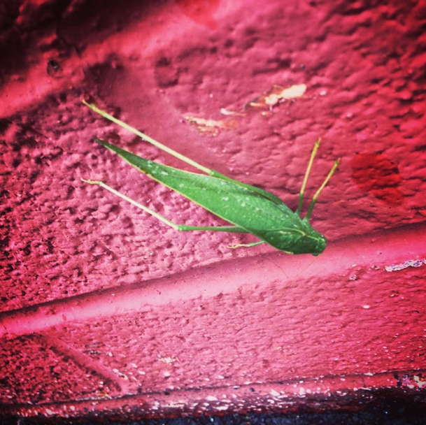 Photo Of The Day: Hopped Up