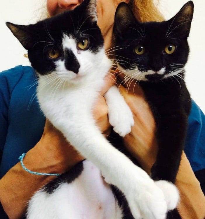 Adoptable Pets Of The Week: Tommy Girl & Kitty
