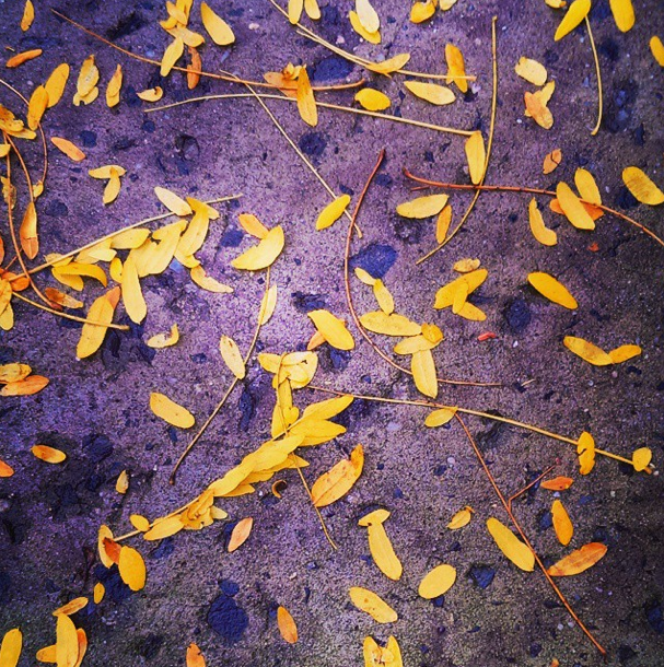 Photo Of The Day: Fall’s Falling