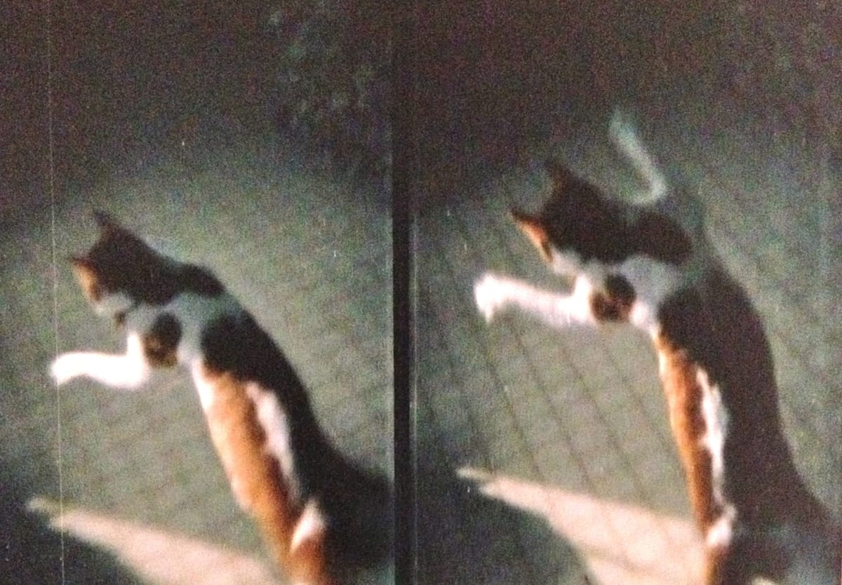 Cats And Their Toys: Do You Like To Splurge?