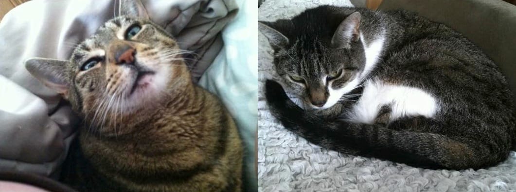 Two Sweet Senior Cats In Need Of Foster Or Forever Home