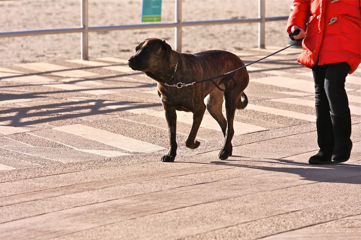 Morning Mug: Dog Days Of Winter
