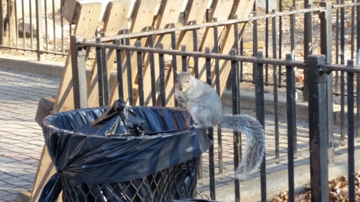 Week In Review: Business Openings, Navy Green Housing, And A Cutest Cat Contest