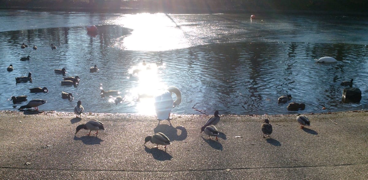 Photo Of The Day: Lucky Ducks