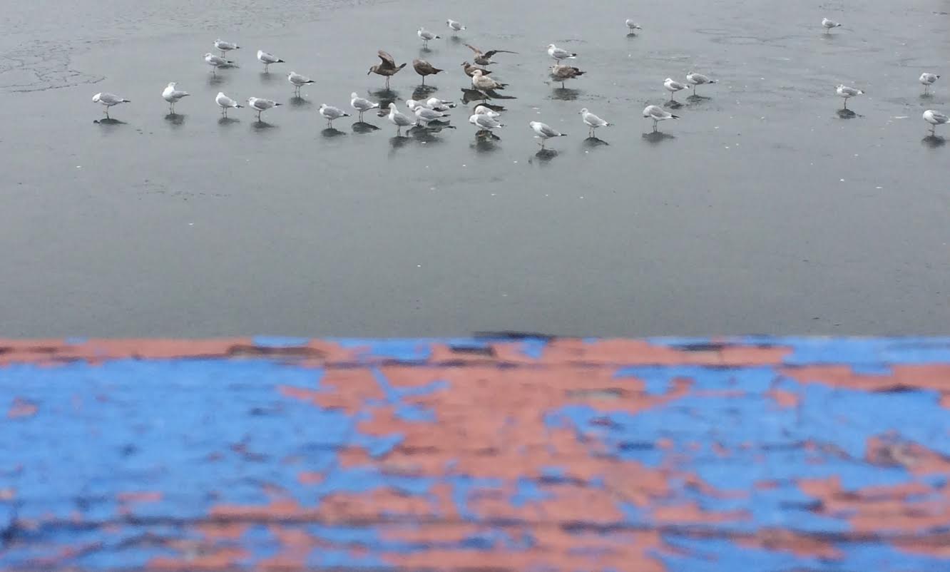 Morning Mug: Another Flock Of Seagulls