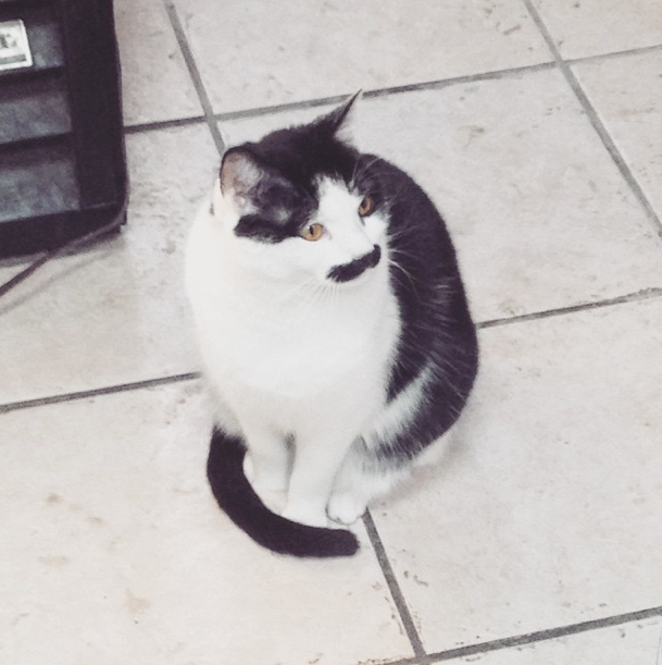 Photo Of The Day: Mr. Moustache