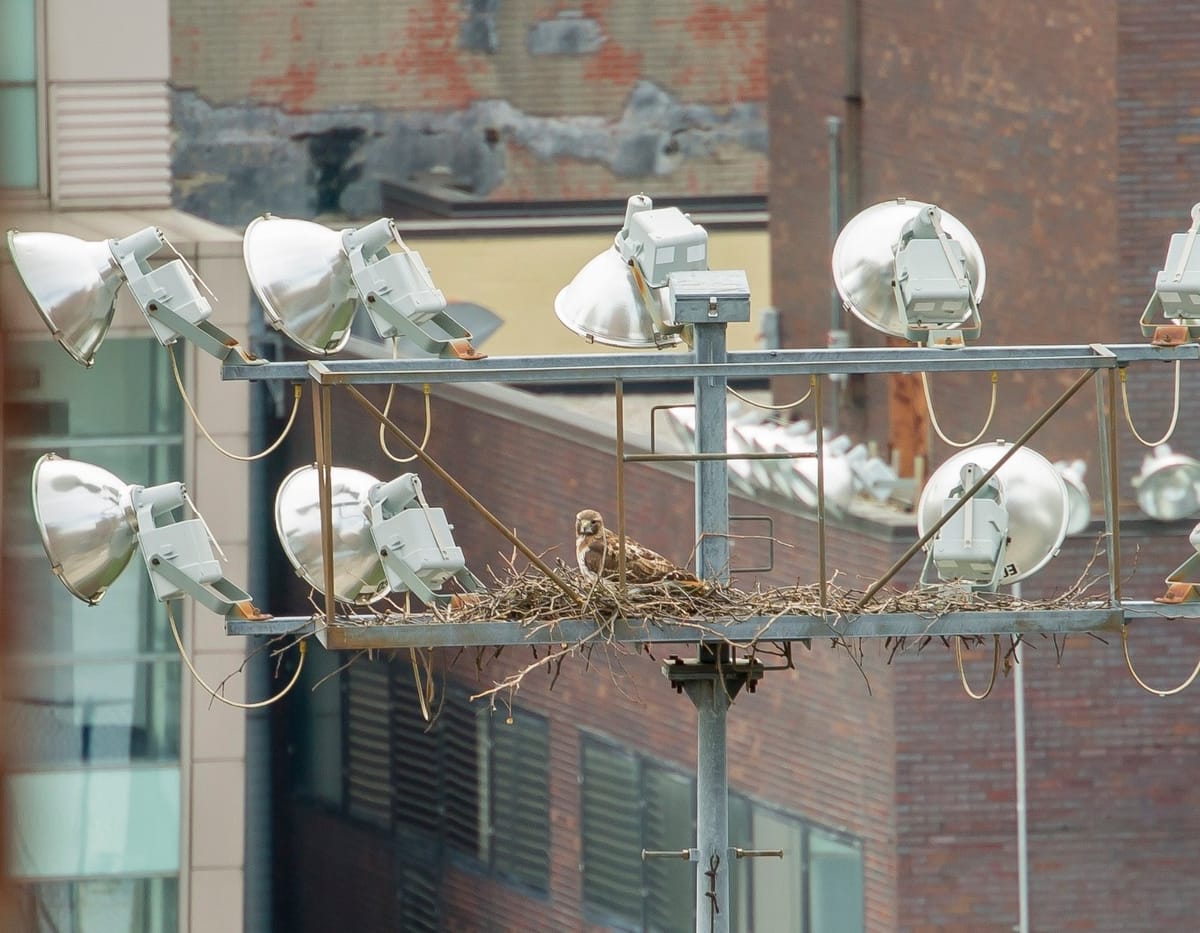 Unexpected Guests: Pair Of Red-Tailed Hawks Nest In LIU Brooklyn Athletic Lights