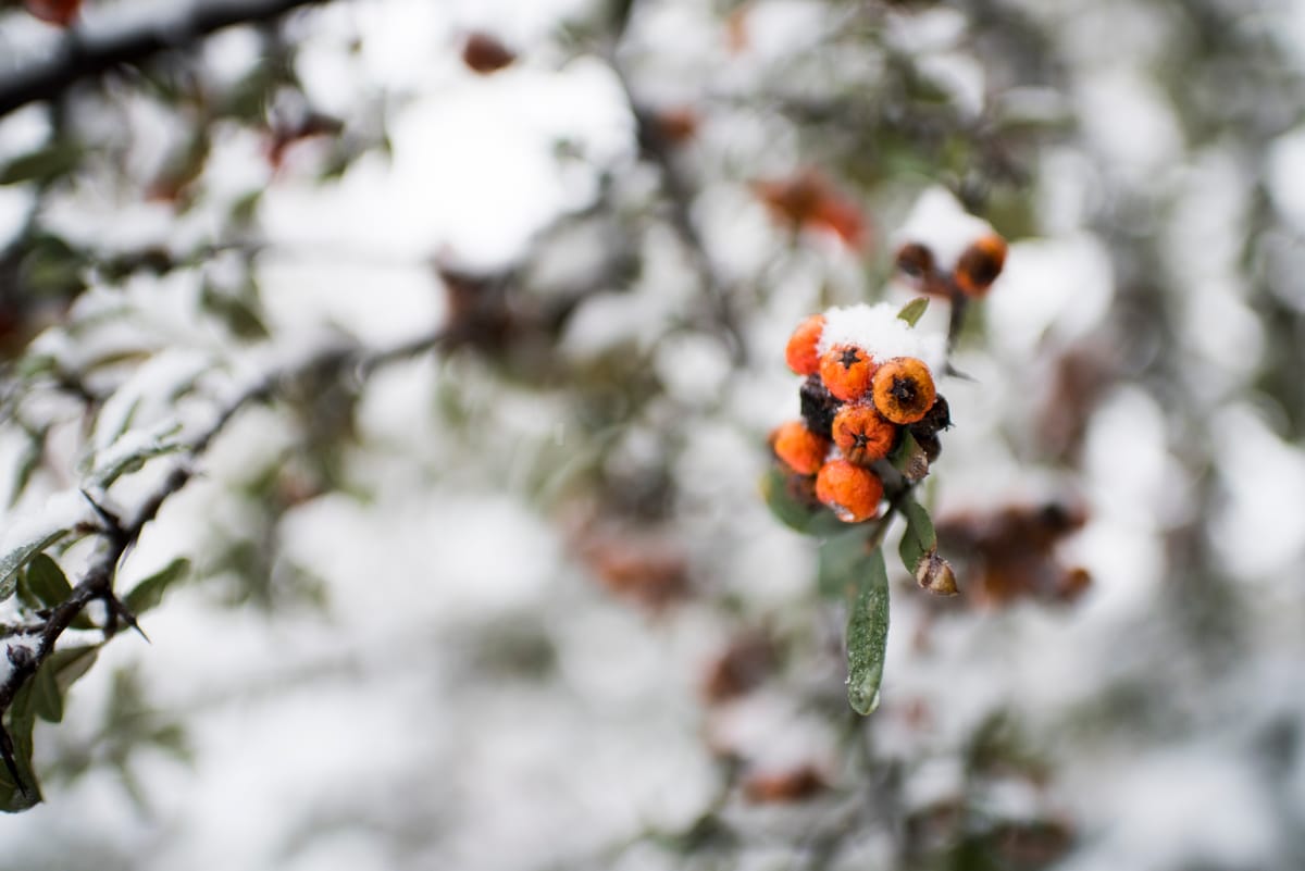 Morning Mug: Snow Berries