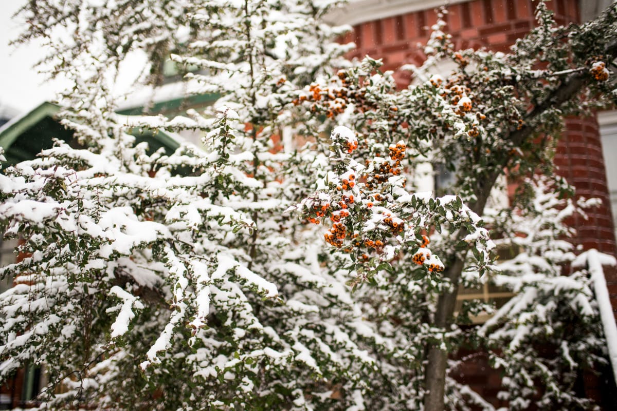 Puzzle: More Snow Berries