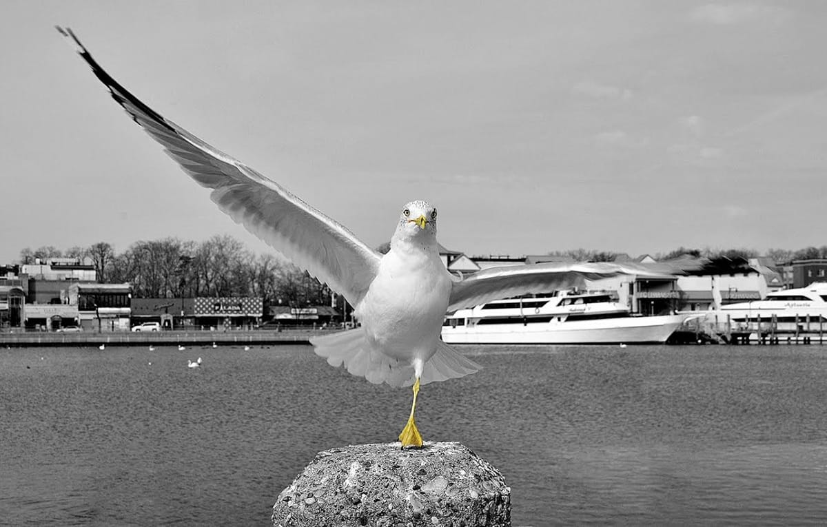 Morning Mug: “Show Off”